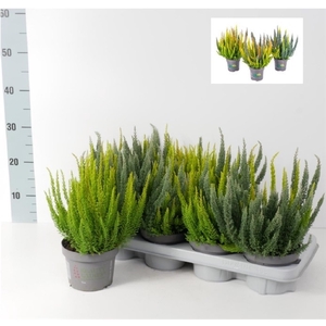 Calluna vulgaris Beauty Ladies Skyline Trio P13