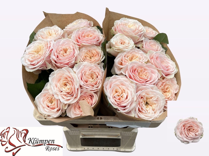 <h4>Rs gr Love Fountain</h4>
