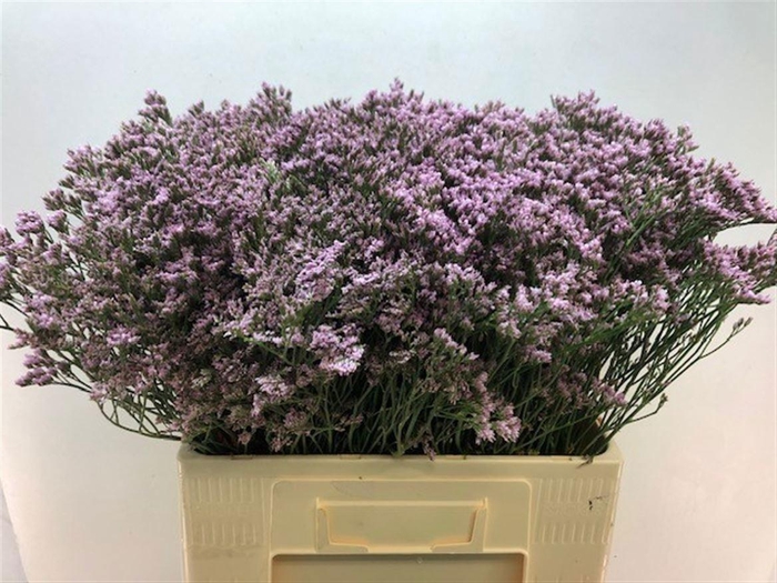 <h4>LIM MR SILVER PINK</h4>