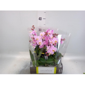 Phalaenopsis multi.   ...rose