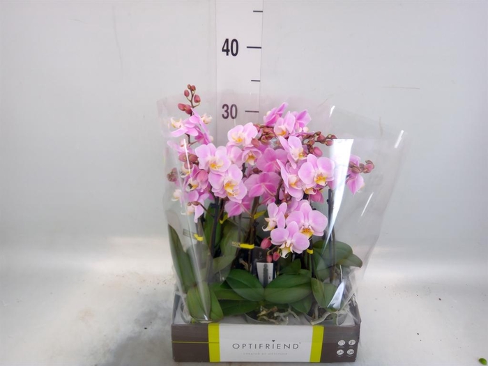 <h4>Phalaenopsis multi.   ...rose</h4>