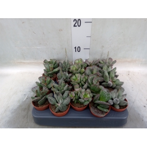 Succulents   ...