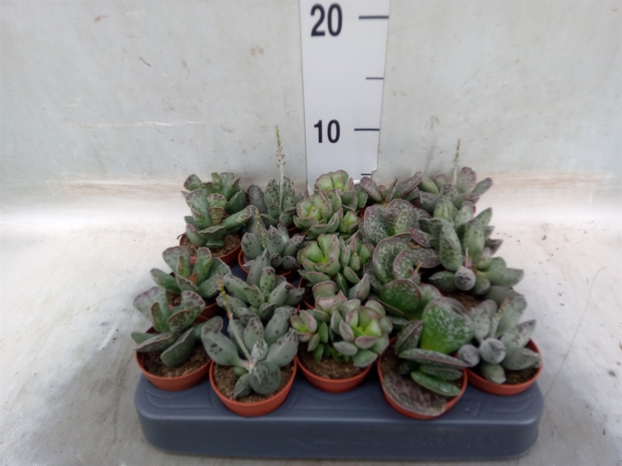 <h4>Succulents   ...</h4>