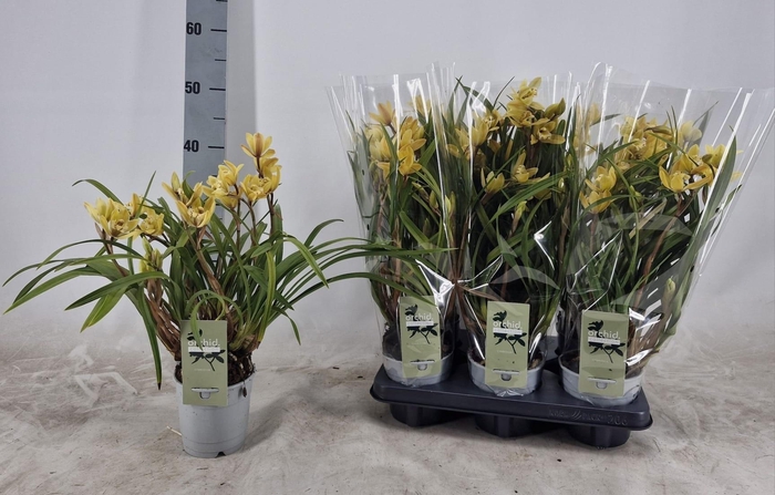 <h4>CYMB OVERIG</h4>