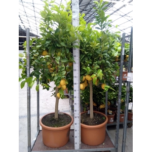 Citrus   ...