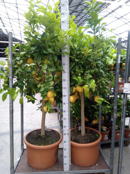 <h4>Citrus   ...</h4>