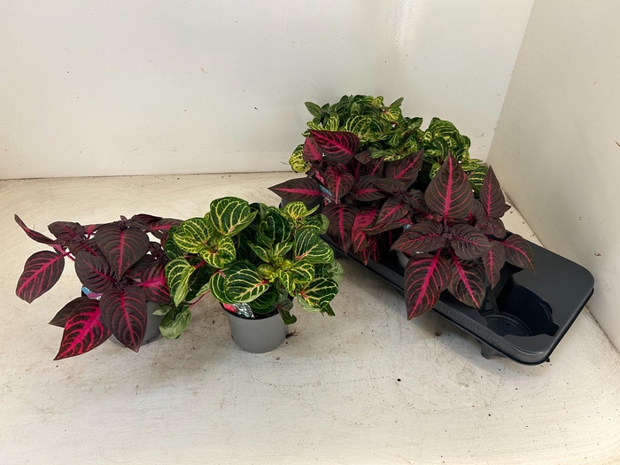 <h4>IRESINE HERBSTII</h4>