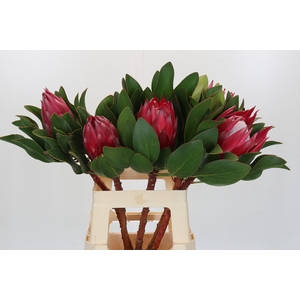 Protea Cynaroides Madiba