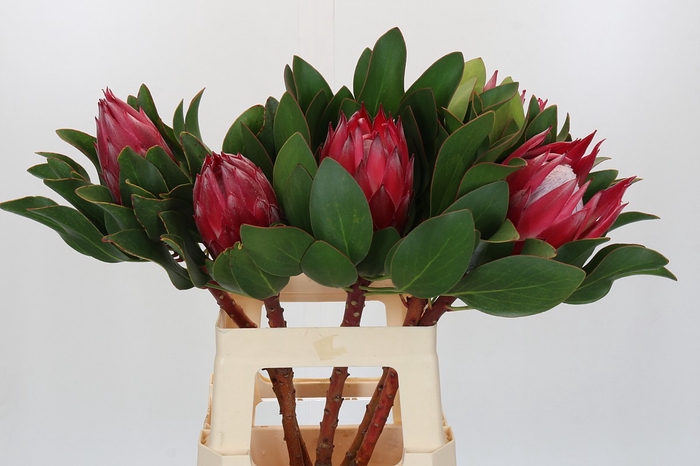 <h4>Protea Cynaroides Madiba</h4>