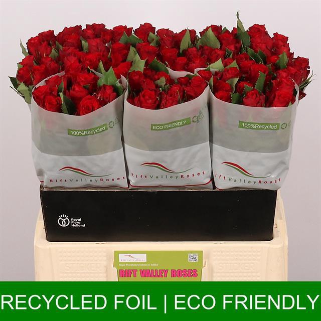 R GR RED TORCH