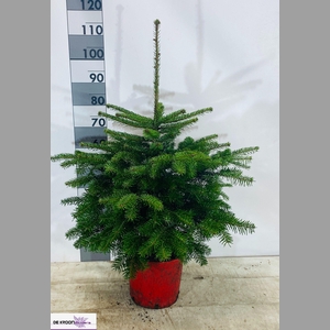 ABIES NORDMANNIANA