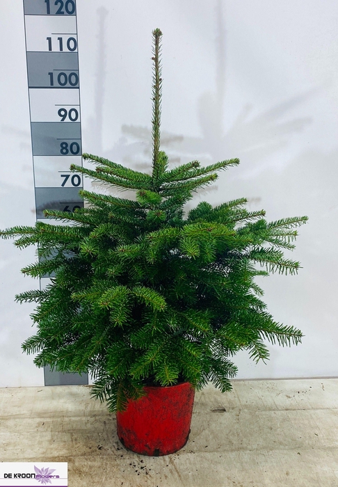 <h4>ABIES NORDMANNIANA</h4>