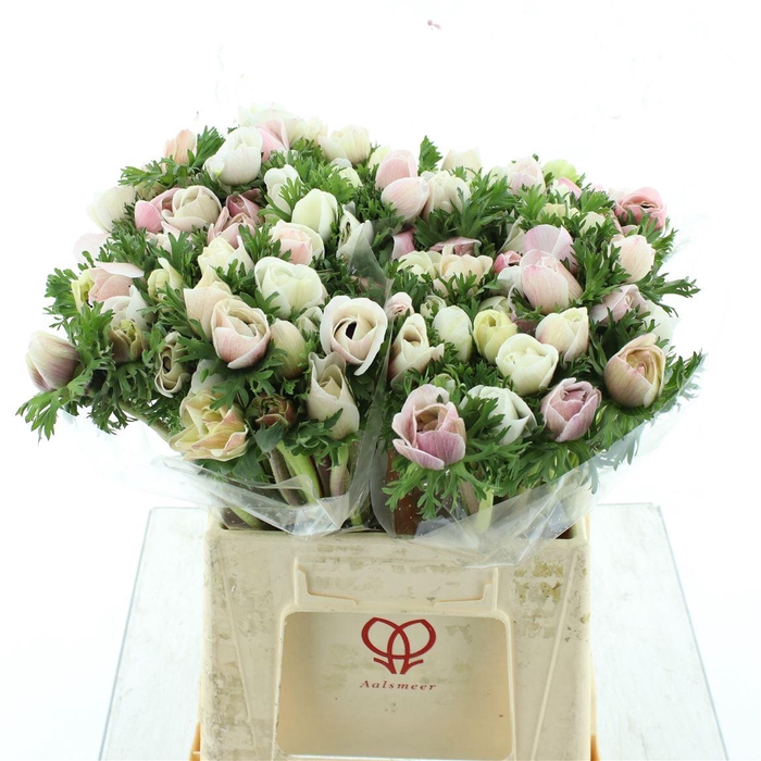 <h4>Anem Mistral Sr White Pink Glow Super Xl</h4>