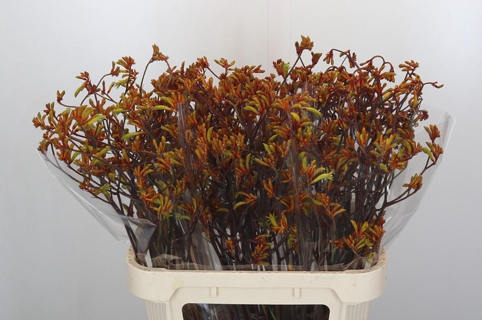 <h4>Anigozanthos Bush Sunset</h4>