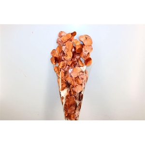 Pres Euca Populus Metal Bronze Bunch