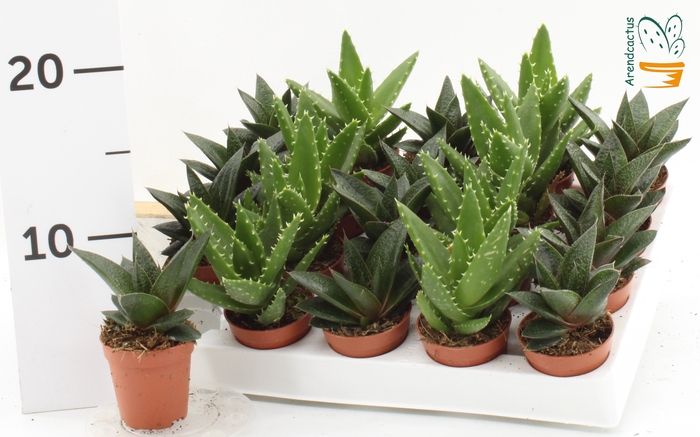 <h4>SUCC GEM 5 SRT</h4>