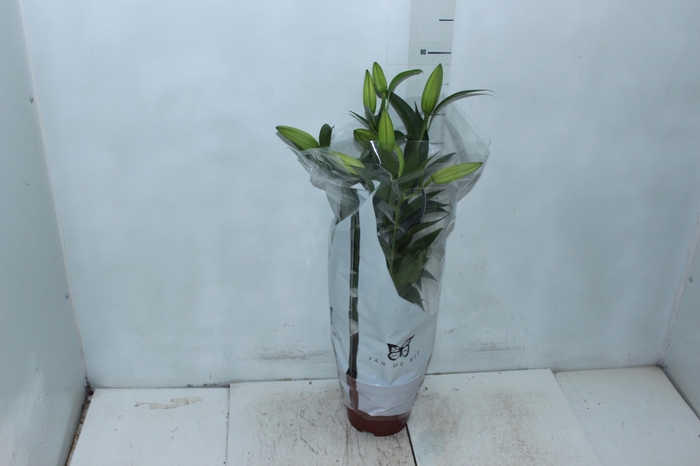 <h4>LIRIO P16 BRANCO</h4>