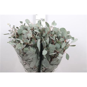Euca Populus Leaf Extra