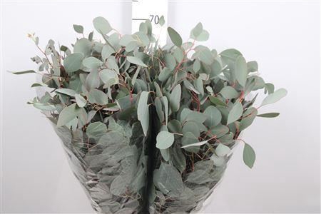 <h4>Euca Populus Leaf Extra</h4>