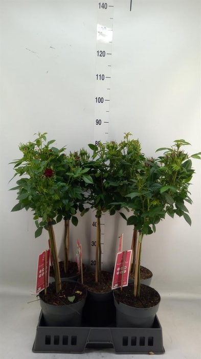 <h4>Rosa ST  ...</h4>