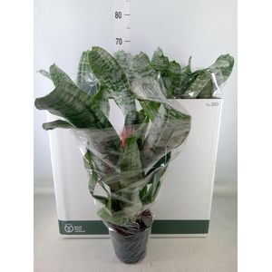 Aechmea fasciata 'Primera'