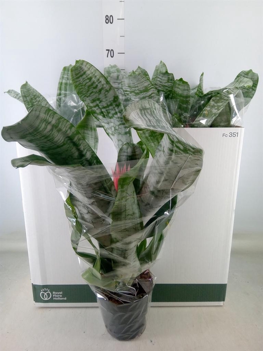 <h4>Aechmea fasciata 'Primera'</h4>