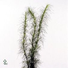 DIGI PURPUREA
