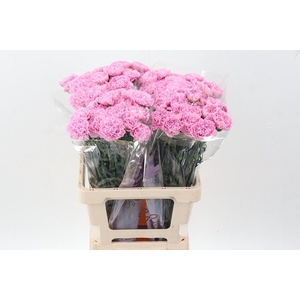 Di St Clearwater EMF