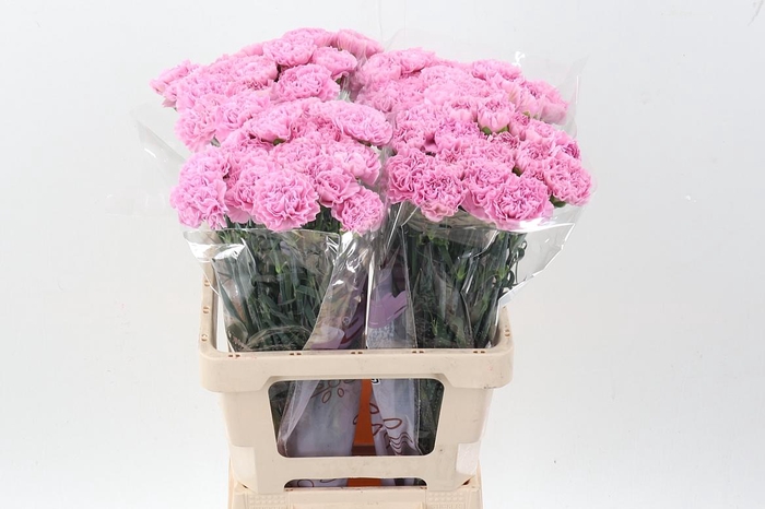 <h4>Di St Clearwater EMF</h4>