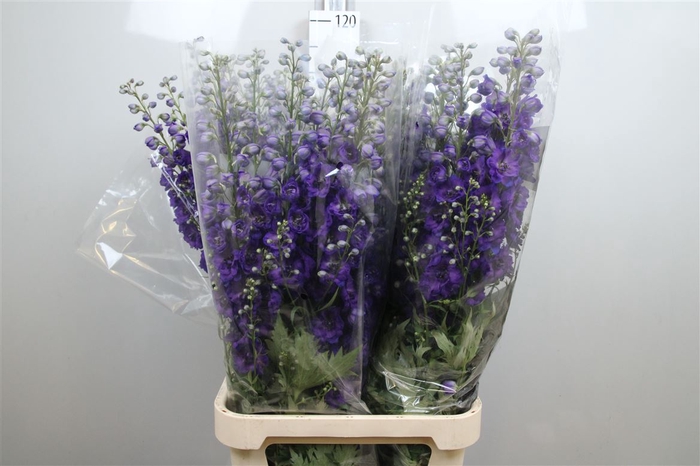 <h4>Delph Du Jewel Paars</h4>