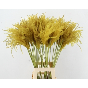 DF Miscanthus 90cm Ocher Yellow