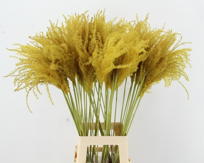 <h4>DF Miscanthus 90cm Ocher Yellow</h4>