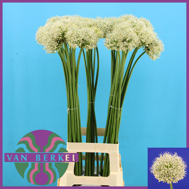 <h4>ALLIUM WHITE GIANT</h4>