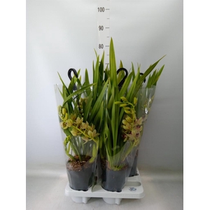Cymbidium   ...