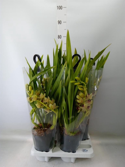<h4>Cymbidium   ...</h4>