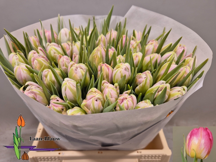 <h4>TU DU DOTCOM</h4>