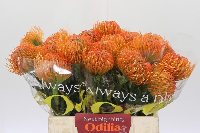 <h4>Nutans Ayoba Peach</h4>