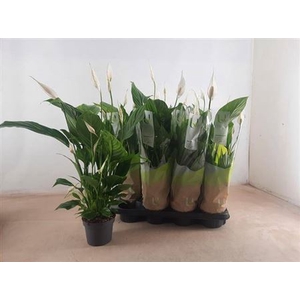 Spathiphyllum 'Strauss'