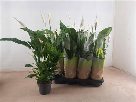 <h4>Spathiphyllum 'Strauss'</h4>