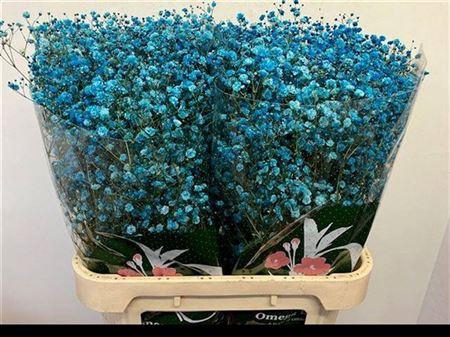 <h4>Gyps Klb H%</h4>