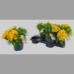 ALST COLORITA YELLOW