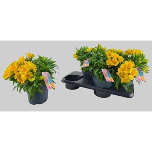 ALST COLORITA YELLOW