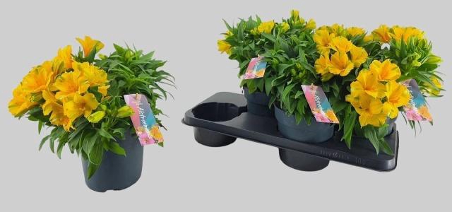 <h4>ALST COLORITA YELLOW</h4>