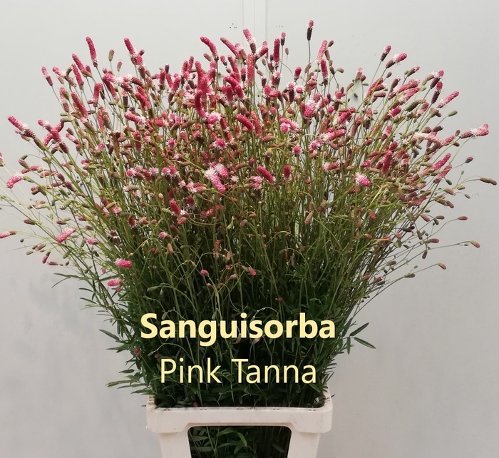 SANG OF PINK TANNA