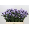 Limonium Sinuatum Donau Birds