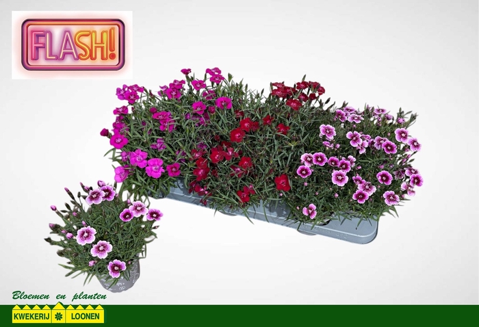 <h4>DIAN DIANTICA GEM</h4>