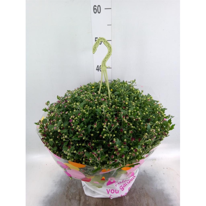<h4>Chrysanthemum  'Skyfall'  ..mix</h4>