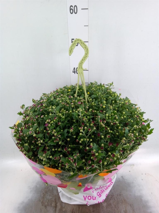Chrysanthemum  'Skyfall'  ..mix