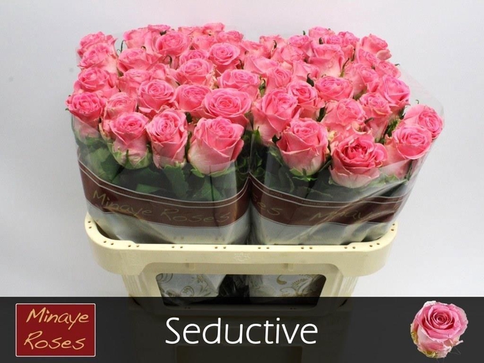 <h4>R Gr Seductive</h4>