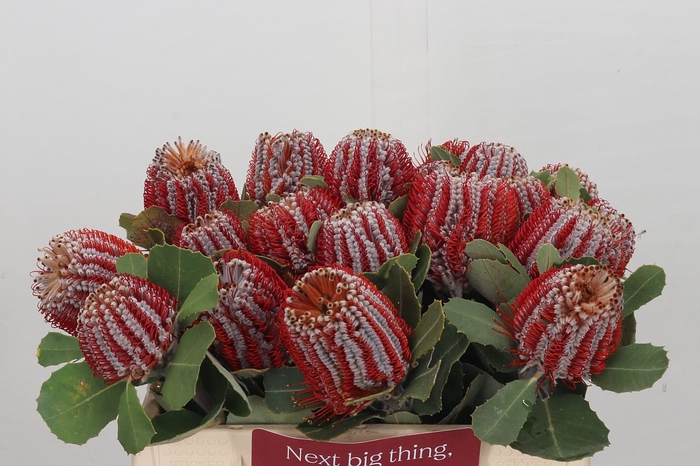 Banksia Coccinea